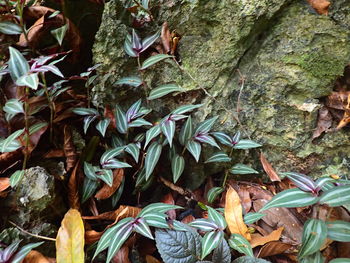 High angle view of dry leaves on tree trunk