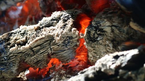 Close-up of firewood on rock against trees