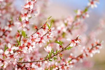 Beautiful almond blossoms on the almond tree branch