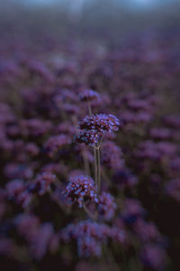 Close-up of purple flowering plant