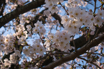 Low angle view of cherry blossoms in spring