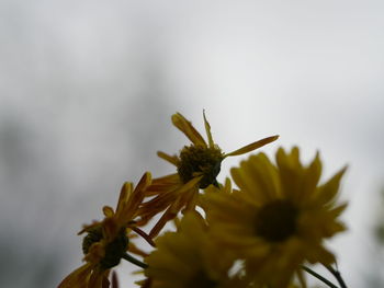 Close-up of flowering plant against sky