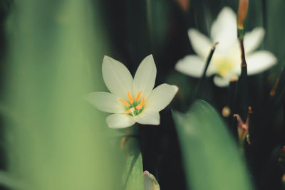 Close-up of white water lily in pond