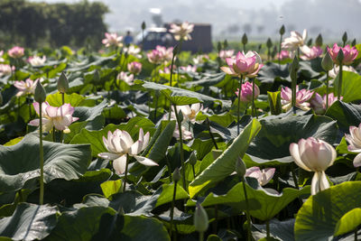 Close-up of flowers blooming in garden