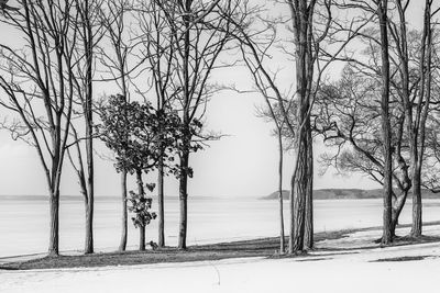 Bare trees by sea against sky