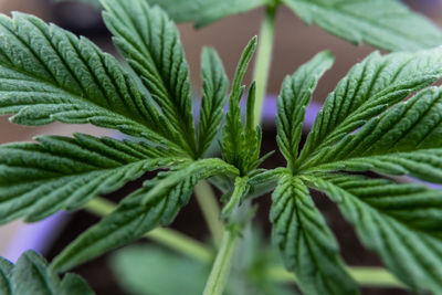 Close-up of fresh green plant