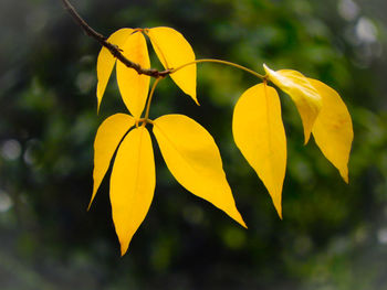 Close-up of yellow flowering plant