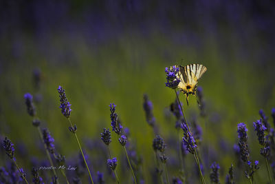 Close-up of purple flower