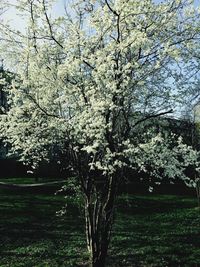 Flowers growing in field