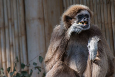 Close-up of monkey