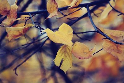 Close-up of autumn leaves on branch