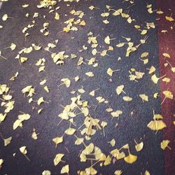 Close-up of autumn leaves