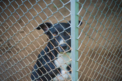 Portrait of a cat seen through chainlink fence