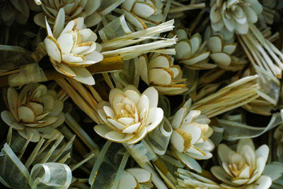 Full frame shot of white flowering plants