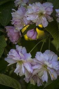 Close-up of purple flowers blooming outdoors