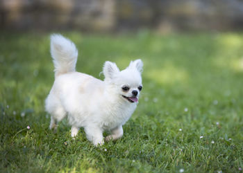 White dog on field