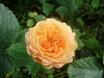 Close-up of flower blooming outdoors