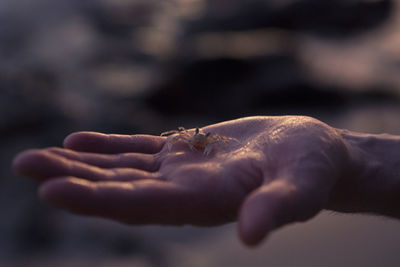 Close-up of hand holding crab