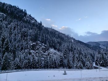 Pine trees on snowcapped mountains against sky