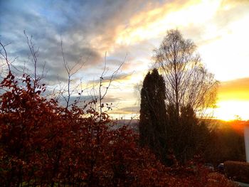 Silhouette trees against sky during sunset