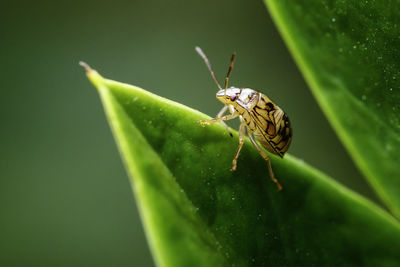 Close-up of insect on leaf