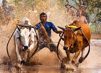 Full-length shot of man with two bulls during kerala cattle racing