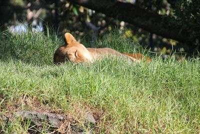 Dog relaxing on grassy field