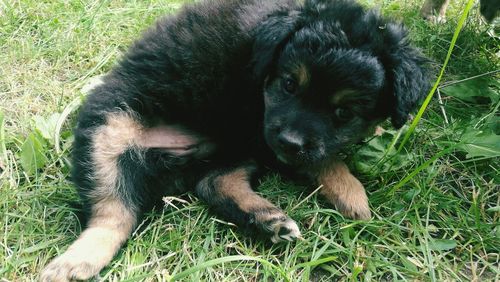 High angle portrait of dog sitting on field