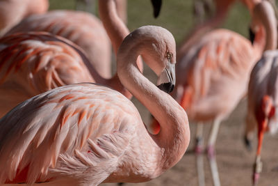 Flamingos resting