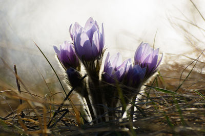 Close-up of purple crocus flowers on field