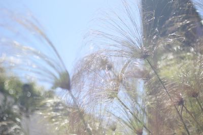 Close-up of plants on field against sky