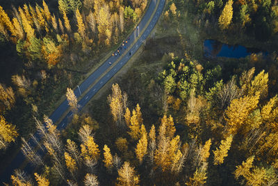 High angle view of trees and plants in forest