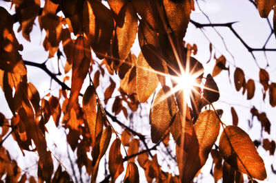 Low angle view of leaves on tree