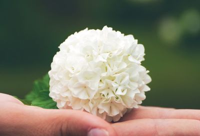 Close-up of cropped hand holding white flower