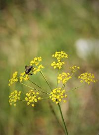 Close-up of insect on yellow flower