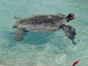 Close-up of turtle swimming in sea