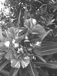 Close-up of flowers