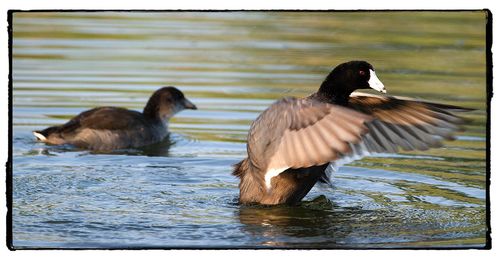 Close-up of duck swimming on lake