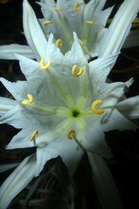 Full frame shot of white flower