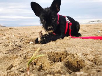 Portrait of dog on beach