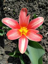 Close-up of pink flower blooming outdoors