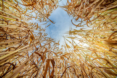 Close-up of dry plants on field against sky