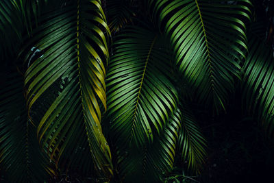 Close-up of palm tree