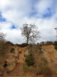 Bare tree on field against sky