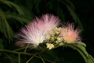 Close-up of thistle flower