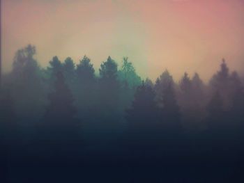Trees in forest against sky at foggy weather