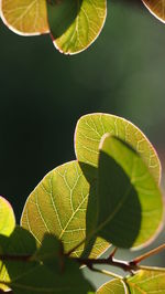 Close-up of leaves