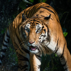 Close-up of a tiger