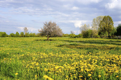 Scenic view of field against sky