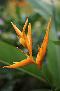 Close-up of orange flowering plant